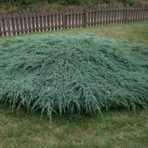 Можжевельник чешуйчатый «Блю Карпет» (Juniperus squamata 'Blue Carpet')