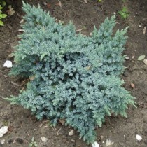 Можжевельник чешуйчатый «Блю Стар» (Juniperus squamata 'Blue Star')