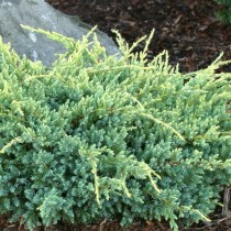 Можжевельник чешуйчатый «Холгер» (Juniperus squamata 'Holger')