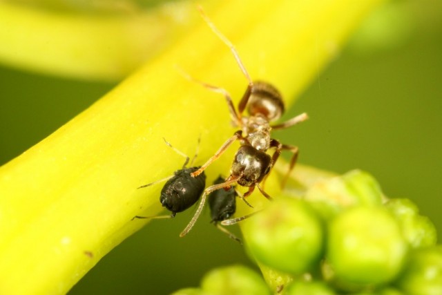 Когда муравьи раздражают тлю своими усиками, она выделяет приятный для них сок