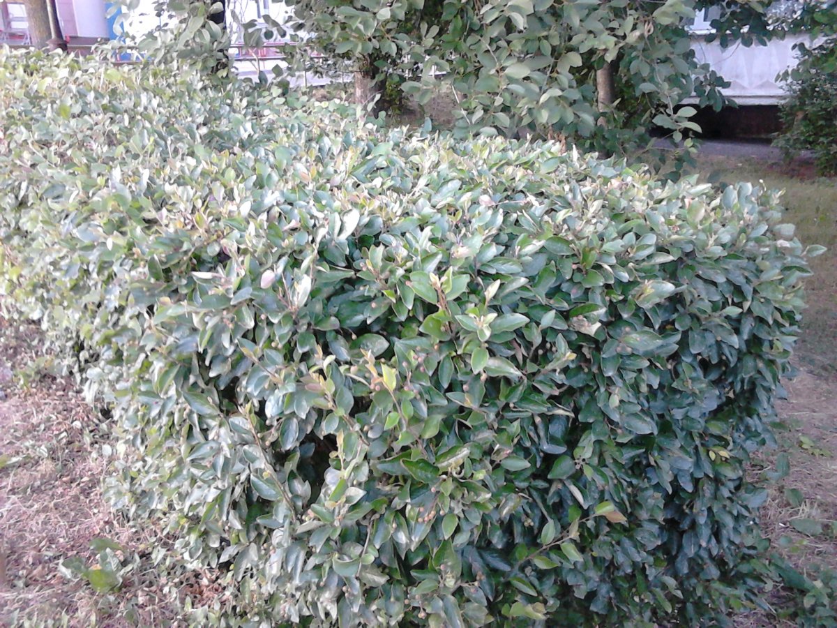 Форум кустами. Форум кустами. Форум кустами. Форум кустами. Название кустарников по фото.