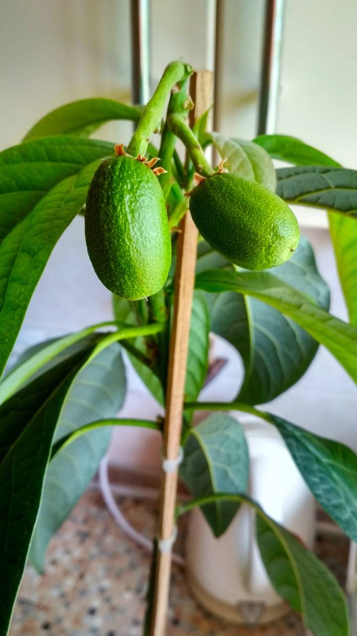 Авокадо дома в горшке фото с плодами