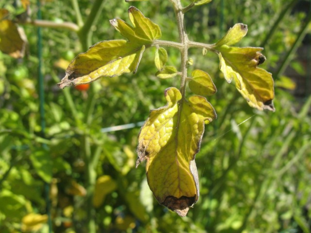 Пожелтение листьев томата могут вызвать болезни и вредители