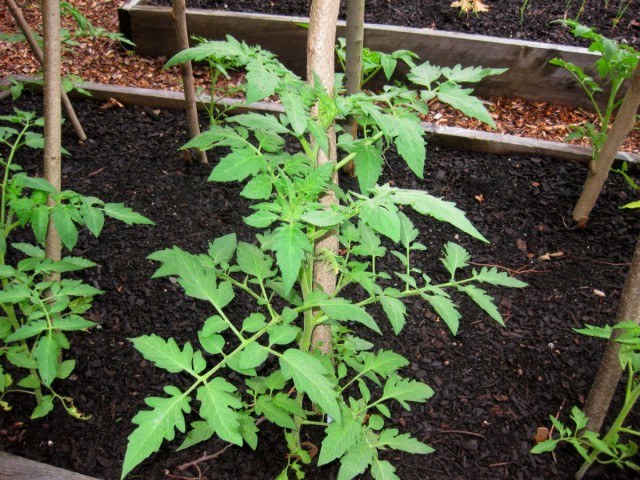 Если после пересадки рассады пожелтели нижние листья томатов - это нормальное явление