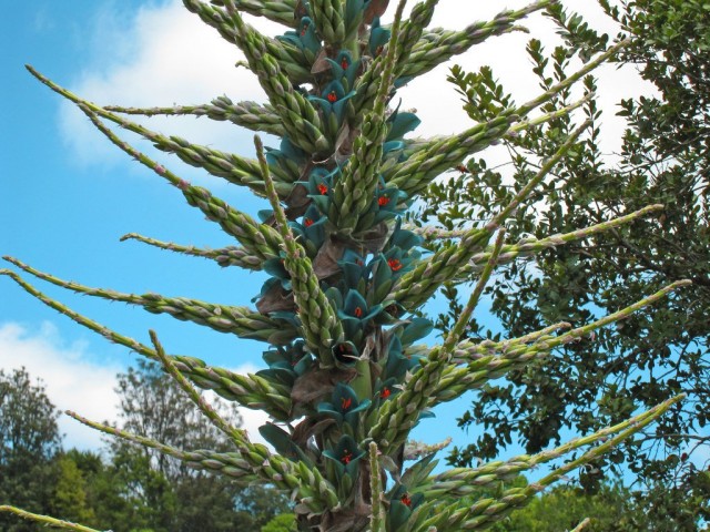 Пуйя Бертерона (Puya berteroniana) Пуйя Бертерона (Puya berteroniana)