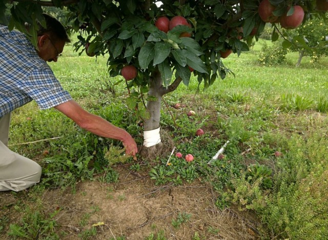Яблоню можно размножить корневыми черенками и отводками