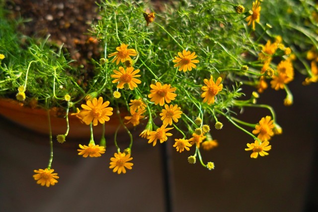 Тимофилла золотисто-желтая, или узколопастная (Thymophylla tenuiloba) Тимофилла золотисто-желтая, или узколопастная (Thymophylla tenuiloba)