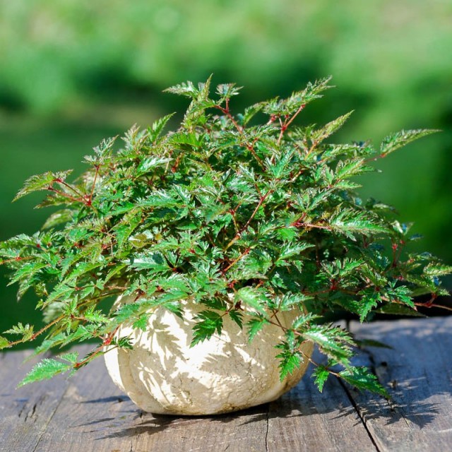 Можно ли астильбу выращивать как комнатное растение?