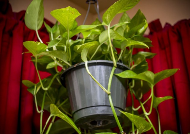 Как выращивать лиану в домашних условиях?