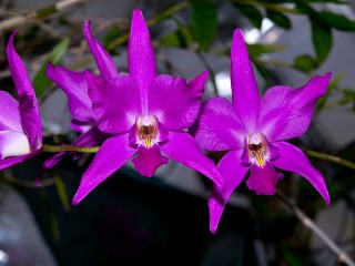 Лелия Гульда (Laelia gouldiana) Лелия Гульда (Laelia gouldiana)