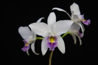 Лелия обоюдоострая (Laelia anceps) Лелия обоюдоострая (Laelia anceps)