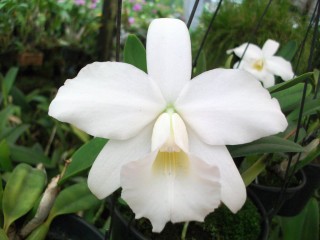 Лелия крохотная (Laelia pumila) Лелия крохотная (Laelia pumila)