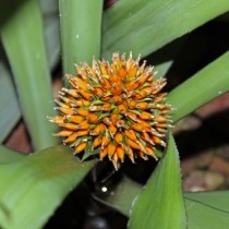 Нидуляриум Бурчелла (Nidularium burchellii) Нидуляриум Бурчелла (Nidularium burchellii)