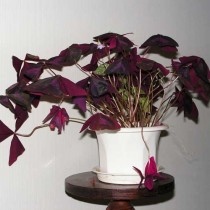 Кислица треугольная (Oxalis triangularis) Кислица треугольная (Oxalis triangularis)