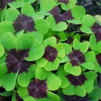 Кислица Деппе, или Деппея (Oxalis deppei) Кислица Деппе, или Деппея (Oxalis deppei)