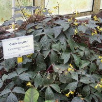 Кислица Ортгиса (Oxalis ortgiesii) Кислица Ортгиса (Oxalis ortgiesii)