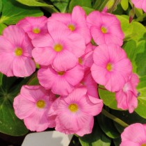 кислица Бове, или Боуви (Oxalis bowiei) кислица Бове, или Боуви (Oxalis bowiei)