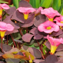 Кислица пурпурная (Oxalis purpurea) Кислица пурпурная (Oxalis purpurea)