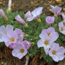 Кислица железистолистная (Oxalis adenophylla) Кислица железистолистная (Oxalis adenophylla)