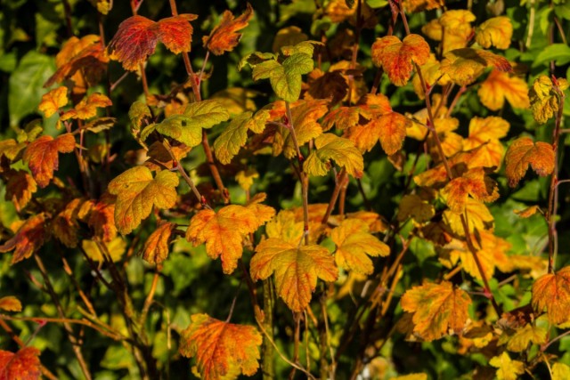 Уход за смородиной осенью сводится, в основном, к уборке опавшей листвы