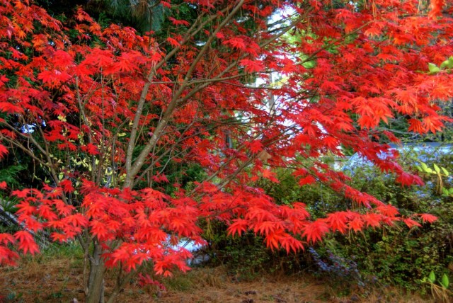 Клен дланевидный (Acer palmatum) Клен дланевидный (Acer palmatum)