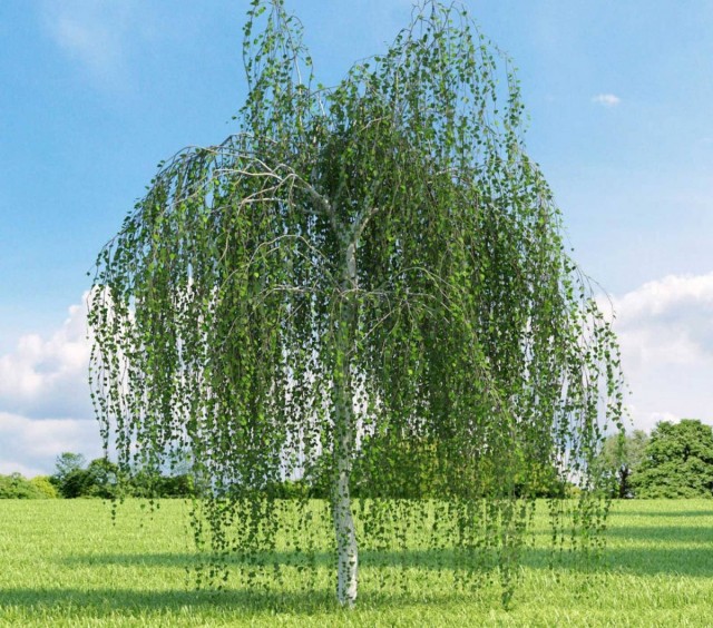 Берёза повислая (Betula pendula) Берёза повислая (Betula pendula)