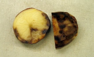 Клубни картофеля, пораженные фитофторой Клубни картофеля, пораженные фитофторой