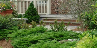 Можжевельник казацкий в саду — особенности выращивания и сорта
