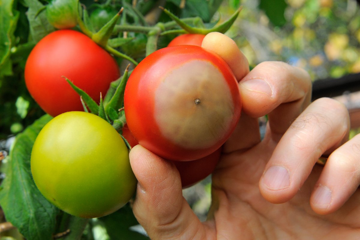 Хлороз на томатах фото и борьба с ними