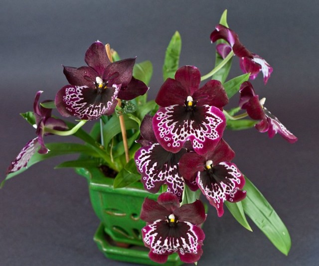 Мильтония (Miltonia) Мильтония (Miltonia)