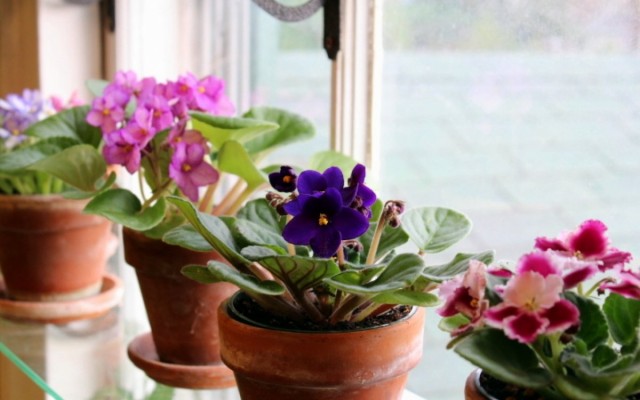 5 лучших цветущих комнатных растений для северных окон