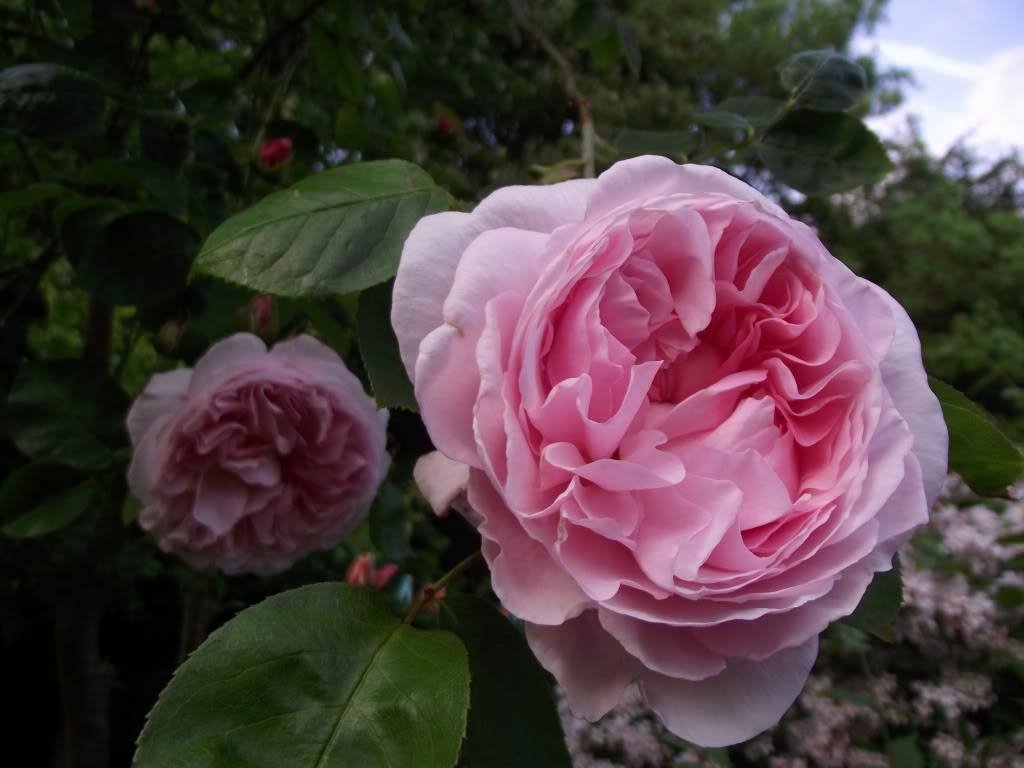 Сорта крупных розовых. Плетистые розы клаймеры.