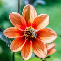 Однорядная георгина (Sin, Single-flowered dahlias) Однорядная георгина (Sin, Single-flowered dahlias)