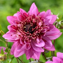 Анемоновидная георгина (Anem, Anemone-flowered dahlias) Анемоновидная георгина (Anem, Anemone-flowered dahlias)