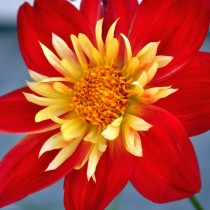Воротничковый сорт георгины (Col, Collerette dahlias) Воротничковый сорт георгины (Col, Collerette dahlias)