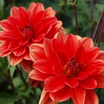 Нимфейный сорт (WL, Waterlily dahlia) Нимфейный сорт (WL, Waterlily dahlia)