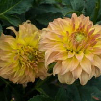 Декоративная георгина (D, Decorative dahlias) Декоративная георгина (D, Decorative dahlias)
