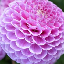 Шаровидный сорт георгин (Ba, Ball dahlias) Шаровидный сорт георгин (Ba, Ball dahlias)