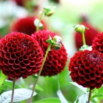 Помпонная георгина (Pom, Pompon dahlias) Помпонная георгина (Pom, Pompon dahlias)