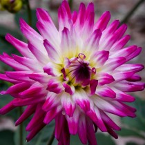 Кактусовая георгина (C, Cactus dahlias) Кактусовая георгина (C, Cactus dahlias)