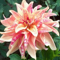 Двойная, или Махровая орхидная георгина (DblO, Double Orchid dahlias) Двойная, или Махровая орхидная георгина (DblO, Double Orchid dahlias)