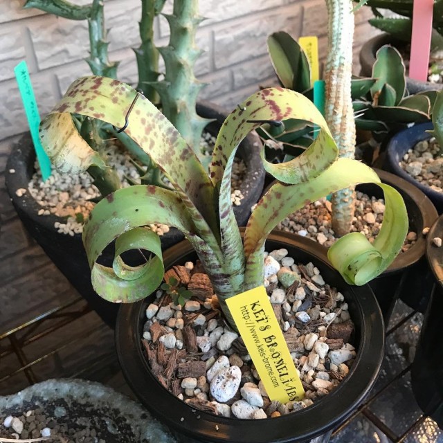 Квеснелия мраморная (Quesnelia marmorata) Квеснелия мраморная (Quesnelia marmorata)