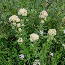 Очитник бледнеющий (Hylotelephium pallescens) Очитник бледнеющий (Hylotelephium pallescens)
