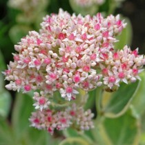 Очитник бело-розовый (Hylotelephium erythrostictum) Очитник бело-розовый (Hylotelephium erythrostictum)