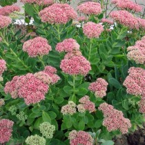 Очитник бело-розовый (Hylotelephium erythrostictum) Очитник видный (Hylotelephium spectabile)