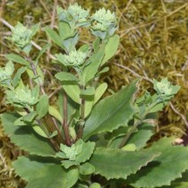 Очитник мутовчатый (Hylotelephium verticillatum) Очитник мутовчатый (Hylotelephium verticillatum)