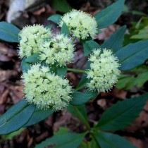 Очитник живородящий (Hylotelephium viviparum) Очитник живородящий (Hylotelephium viviparum)