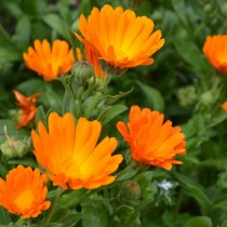 Календула, или Ноготки (Calendula) Календула, или Ноготки (Calendula)
