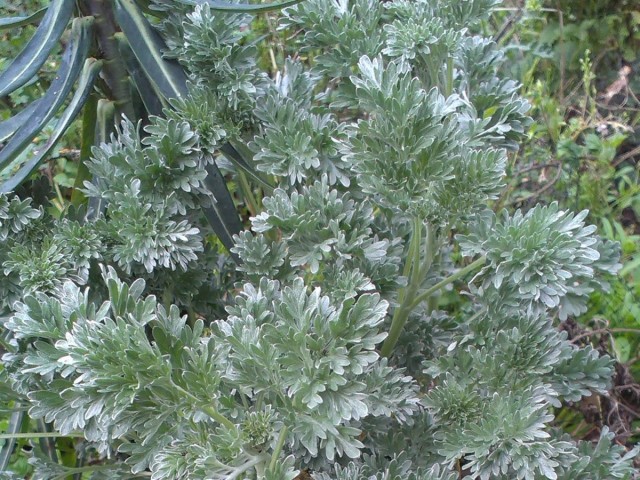 Полынь горькая (Artemisia absinthium L.) Полынь горькая (Artemisia absinthium L.)