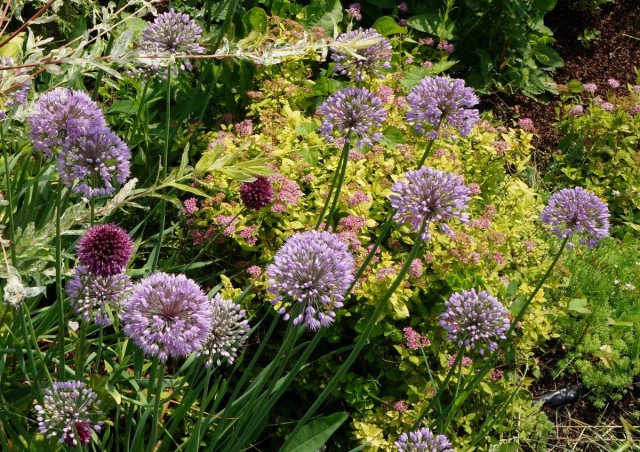 Лук-слизу́н, или Лук поника́ющий (Allium nutans) на цветнике со спиреей Лук-слизу́н, или Лук поника́ющий (Allium nutans) на цветнике со спиреей